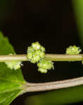 Smallspike false nettle